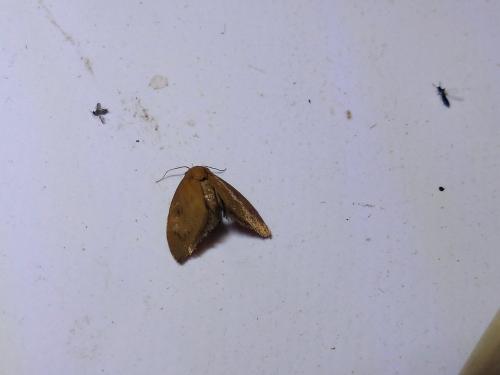 Heterogenea asella